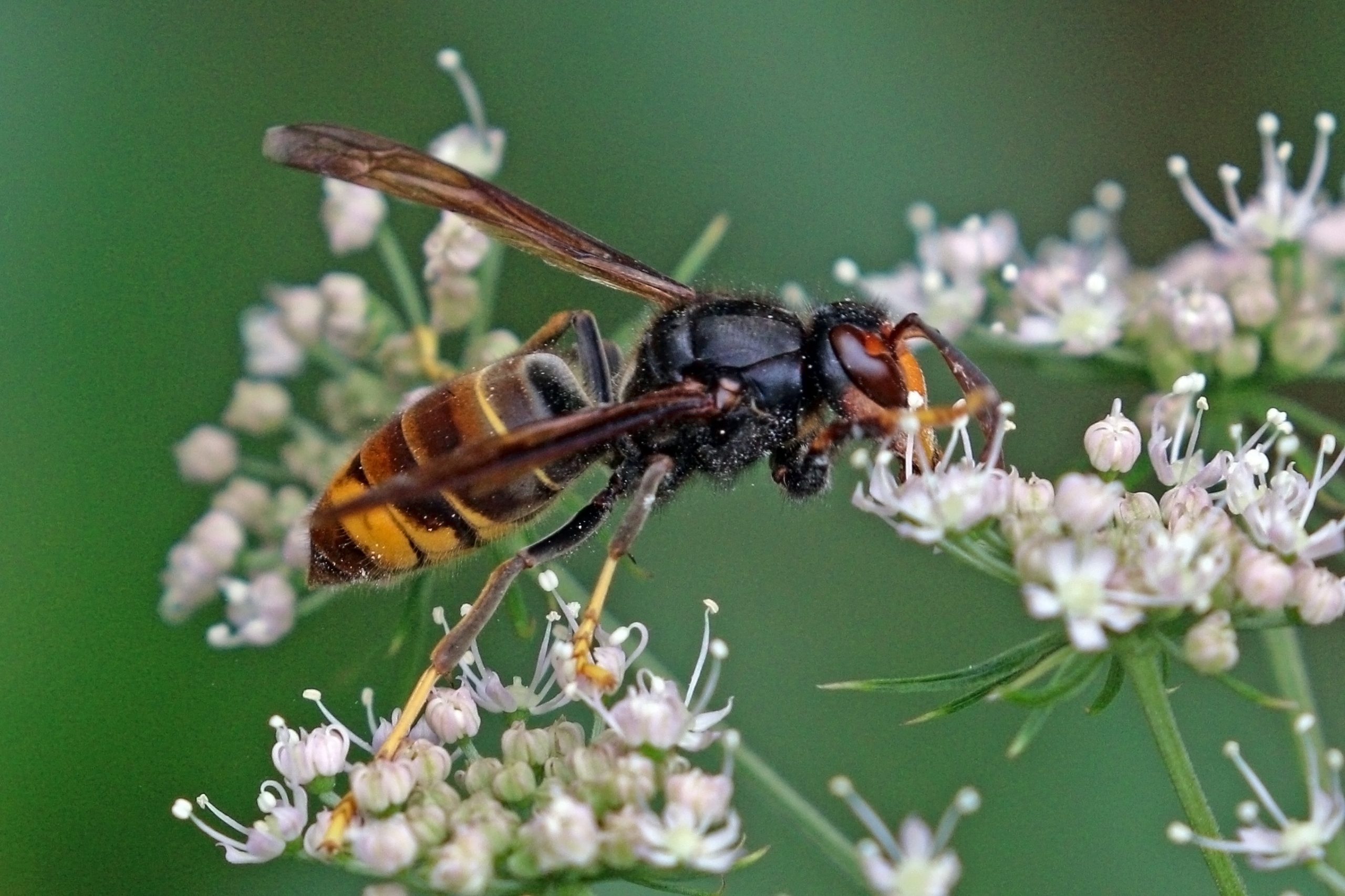 Opkomst van Aziatische Hoornaar in Nederland zorgt voor zorgen over risico’s en schade